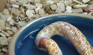 蛇的尾巴进入了我的 蛇的尾巴进入了我的